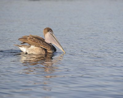 Pelican, Brown-051917-Isabela Island-#0299.jpg