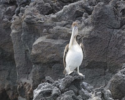 Pelican, Brown-051917-Isabela Island-#0744.jpg