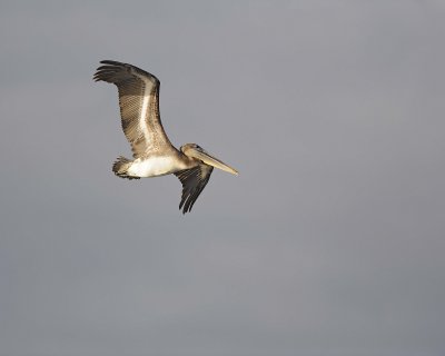 Pelican, Brown-052017-Fernandina Island-#0184.jpg