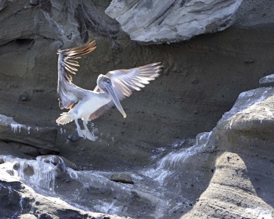 Pelican, Brown-052017-Fernandina Island-#0757.jpg