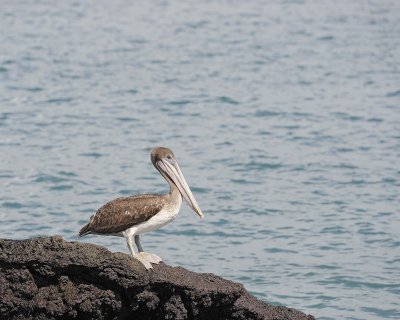Pelican, Brown-052017-Fernandina Island-#1137.jpg