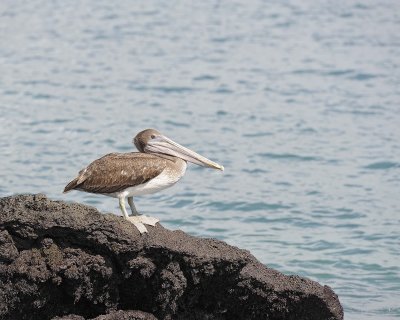 Pelican, Brown-052017-Fernandina Island-#1138.jpg