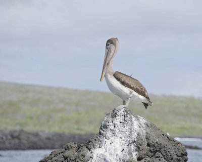 Pelican, Brown-052017-Fernandina Island-#1142.jpg