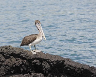 Pelican, Brown-052017-Fernandina Island-#1144.jpg
