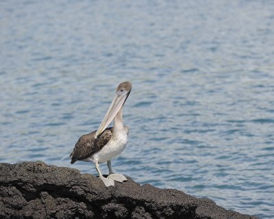 Pelican, Brown-052017-Fernandina Island-#1145.jpg