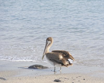 Pelican, Brown-052017-Isabella Island-#1294.jpg