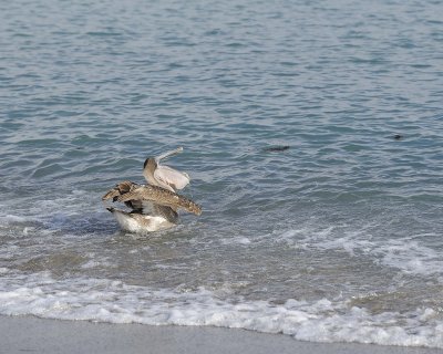 Pelican, Brown-052017-Isabella Island-#1299.jpg