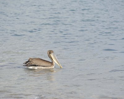 Pelican, Brown-052017-Isabella Island-#1313.jpg