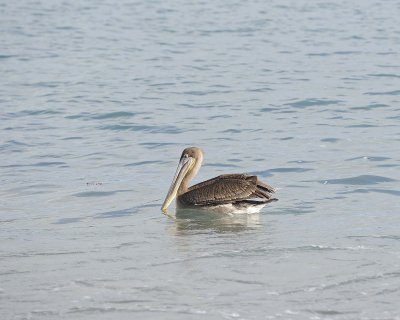 Pelican, Brown-052017-Isabella Island-#1318.jpg