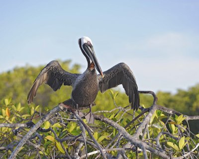 Pelican, Brown-052117-Isabella Island-#0034.jpg