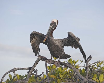 Pelican, Brown-052117-Isabella Island-#0036.jpg