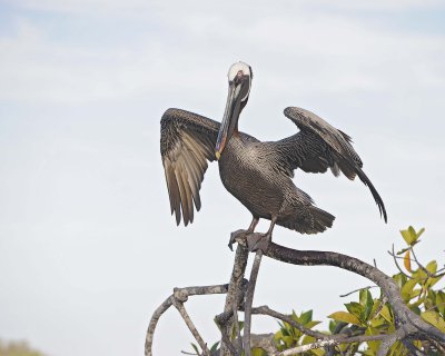 Pelican, Brown-052117-Isabella Island-#0039.jpg
