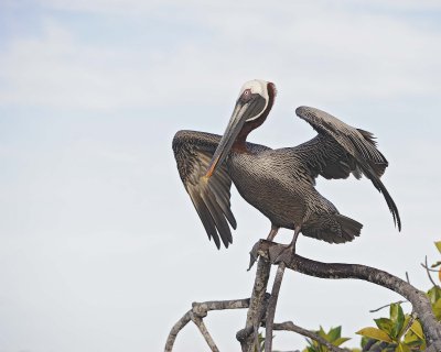 Pelican, Brown-052117-Isabella Island-#0040.jpg