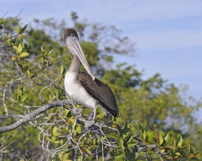 Pelican, Brown-052117-Isabella Island-#0105.jpg