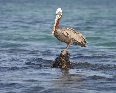 Pelican, Brown-052117-Isabella Island-#0120.jpg