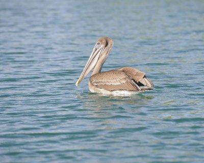 Pelican, Brown-052117-Isabella Island-#0270.jpg