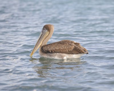 Pelican, Brown-052117-Isabella Island-#0594.jpg