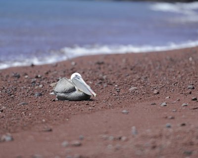 Pelican, Brown-052917-Santiago Island-#0954.jpg