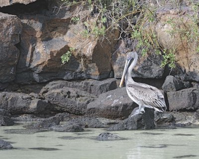 Pelican, Gal pagos Brown-051717-Darwin Bay, Genovesa Island-#0438.jpg