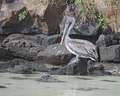 Pelican, Gal pagos Brown-051717-Darwin Bay, Genovesa Island-#0441.jpg