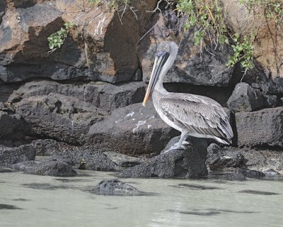 Pelican, Gal pagos Brown-051717-Darwin Bay, Genovesa Island-#0442.jpg