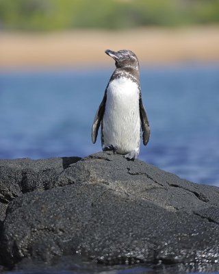 g10/40/624440/3/165782788.WyNjkFZ9.jpg