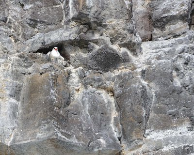 Red-billed Tropicbird-051717--Darwin Bay, Genovesa Island-#0491.jpg