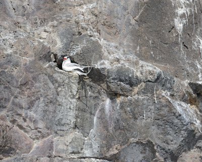 Red-billed Tropicbird-051717--Darwin Bay, Genovesa Island-#0512.jpg