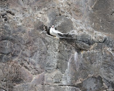 Red-billed Tropicbird-051717--Darwin Bay, Genovesa Island-#0516.jpg