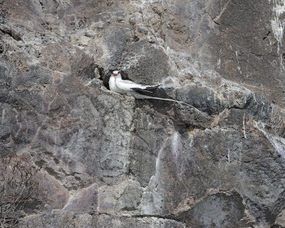 Red-billed Tropicbird-051717--Darwin Bay, Genovesa Island-#0517.jpg
