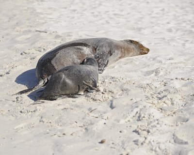 Sea Lion w Pup nursing, Galapagos-052517- Gardner Bay, Espanola Island-#0594.jpg