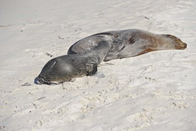 Sea Lion w Pup nursing, Galapagos-052517- Gardner Bay, Espanola Island-#0595.jpg