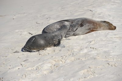 Sea Lion w Pup nursing, Galapagos-052517- Gardner Bay, Espanola Island-#0596.jpg