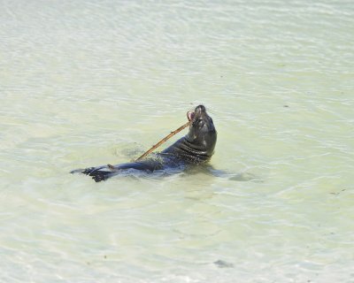Sea Lion Pup playing with stick, Galapagos-052517- Gardner Bay, Espanola Island-#0646.jpg