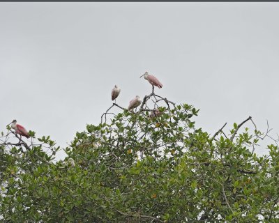 Spoonbill, Roseate-051517-Manglares Churute Ecological Reserve, Ecuador-#0094.jpg