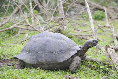 Tortois, Giant Hybrid-052217-Floreana Island-#0036.jpg