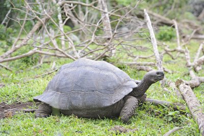 Tortois, Giant Hybrid-052217-Floreana Island-#0037.jpg