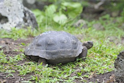 Tortois, Giant Hybrid-052217-Floreana Island-#0049.jpg