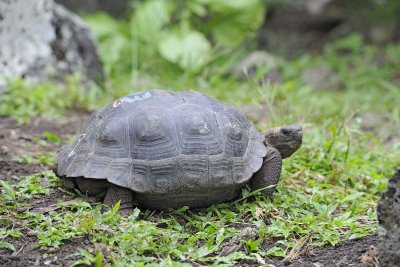 Tortois, Giant Hybrid-052217-Floreana Island-#0050.jpg