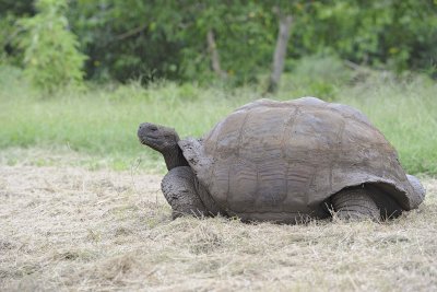 Tortoise, Giant-052317-El Chato 2 Ranch Eco Reserve-#0158.jpg