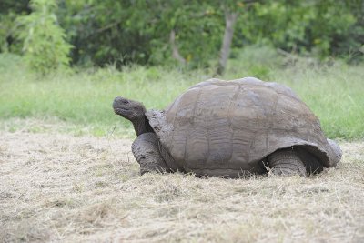 Tortoise, Giant-052317-El Chato 2 Ranch Eco Reserve-#0163.jpg