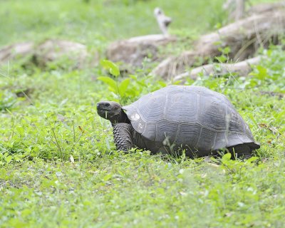Tortoise, Giant-052317-El Chato 2 Ranch Eco Reserve-#0169.jpg