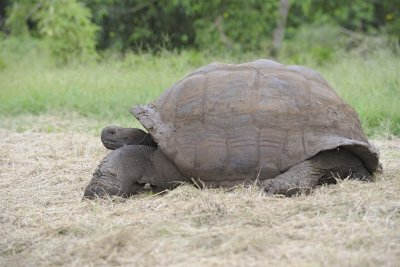 Tortoise, Giant-052317-El Chato 2 Ranch Eco Reserve-#0178.jpg