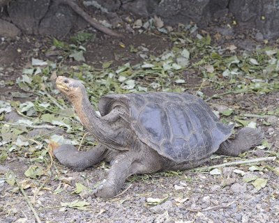 Tortoise, Giant-052317-El Chato 2 Ranch Eco Reserve-#0189.jpg