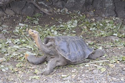 Tortoise, Giant-052317-El Chato 2 Ranch Eco Reserve-#0191.jpg