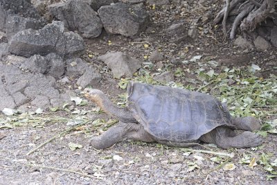 Tortoise, Giant-052317-El Chato 2 Ranch Eco Reserve-#0192.jpg
