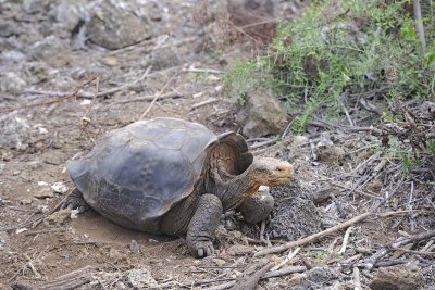 Tortoise, Giant-052317-El Chato 2 Ranch Eco Reserve-#0230.jpg