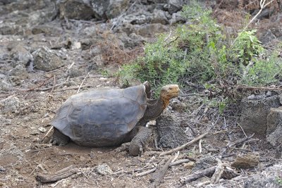 Tortoise, Giant-052317-El Chato 2 Ranch Eco Reserve-#0270.jpg