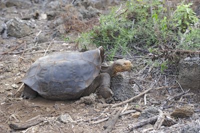 Tortoise, Giant-052317-El Chato 2 Ranch Eco Reserve-#0282.jpg