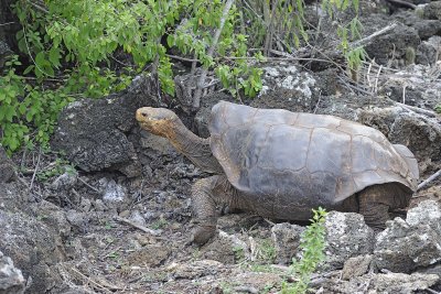 Tortoise, Giant-052317-El Chato 2 Ranch Eco Reserve-#0297.jpg